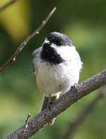 chickadee