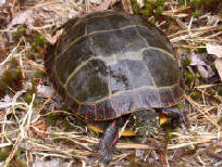Painted turtle