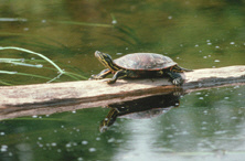 Painted turtle