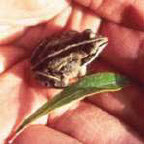 wood frog